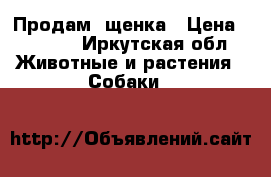 Продам  щенка › Цена ­ 2 000 - Иркутская обл. Животные и растения » Собаки   